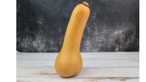 Butternut