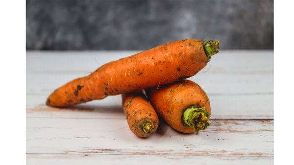 carottes